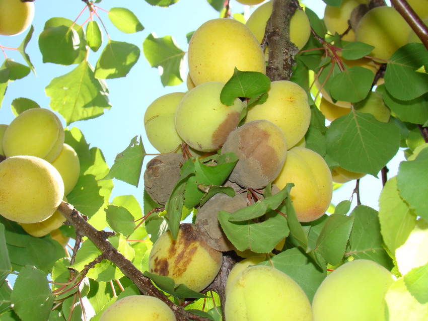 Sviluppo vegetale dell'' albicocco Prunus armeniaca